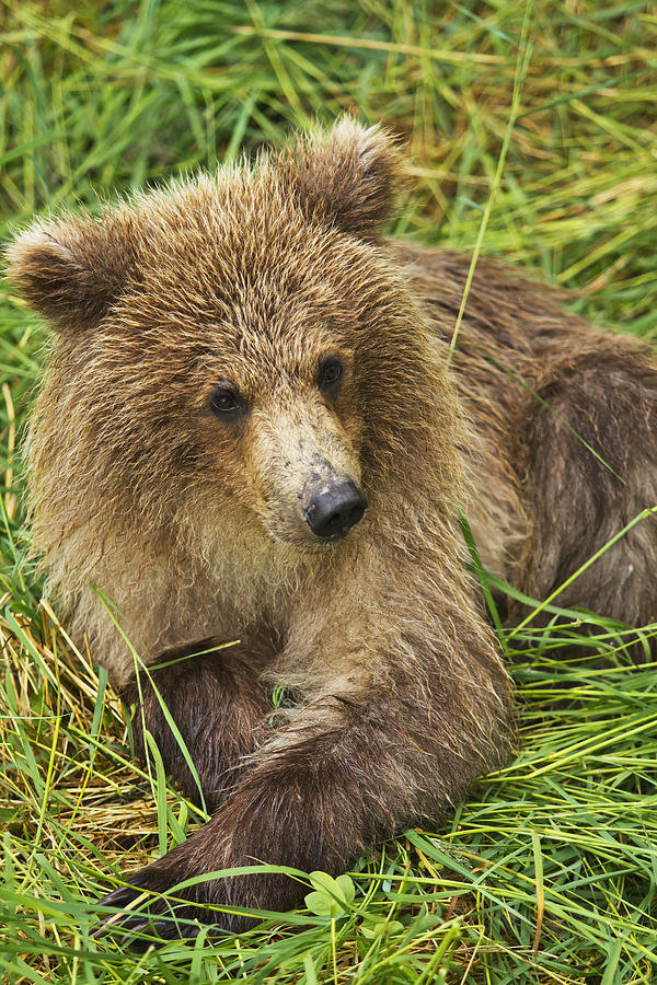 Katmai National Park Photograph - Brown Bear  Ursus Arctos  Cub Close-up #1 by Gary Schultz