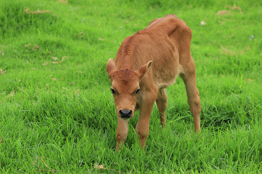 Brown Calf in a Pasture Photograph by Robert Hamm - Fine Art America