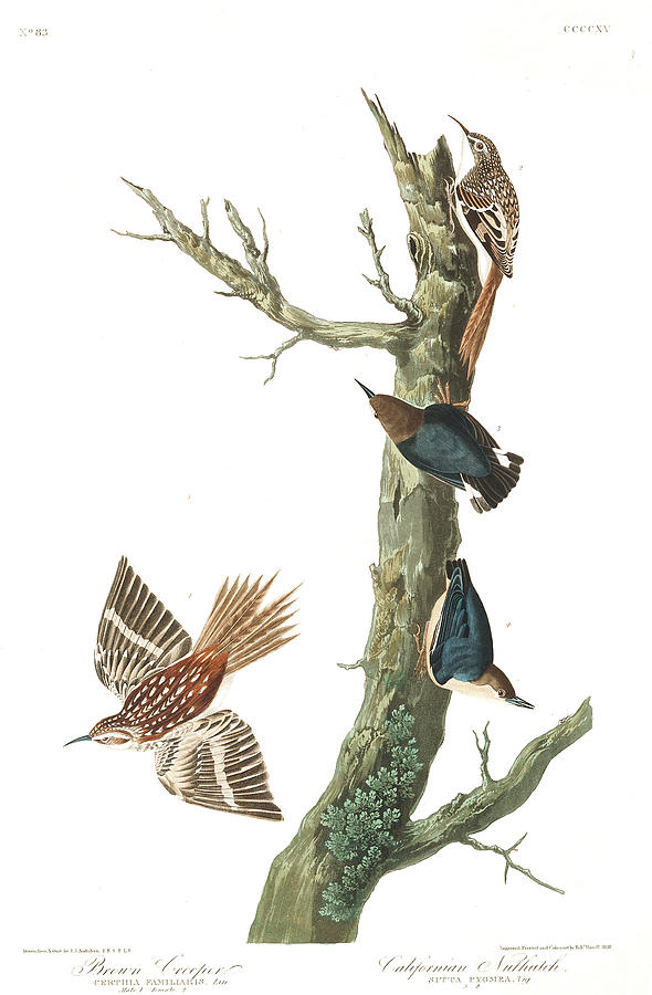 Brown Creeper Painting by John James Audubon - Fine Art America