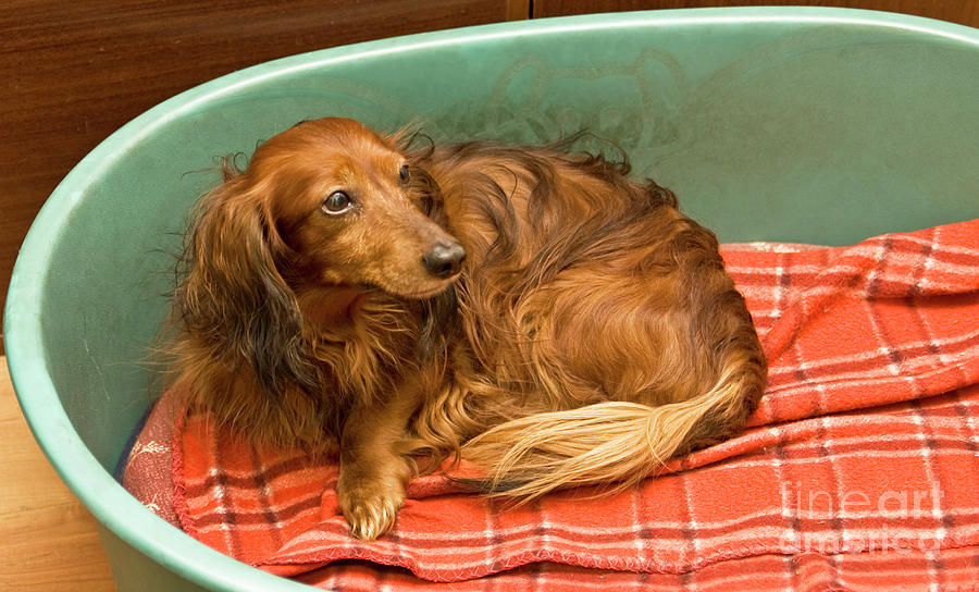 Brown dachshund #1 Photograph by Irina Afonskaya