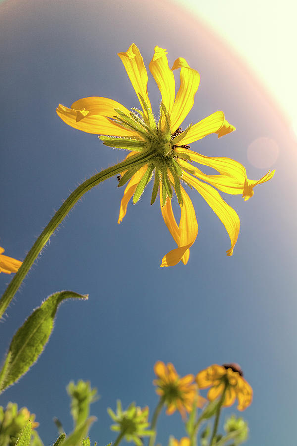 Brown Eyed Susan #1 Photograph by Garry McMichael