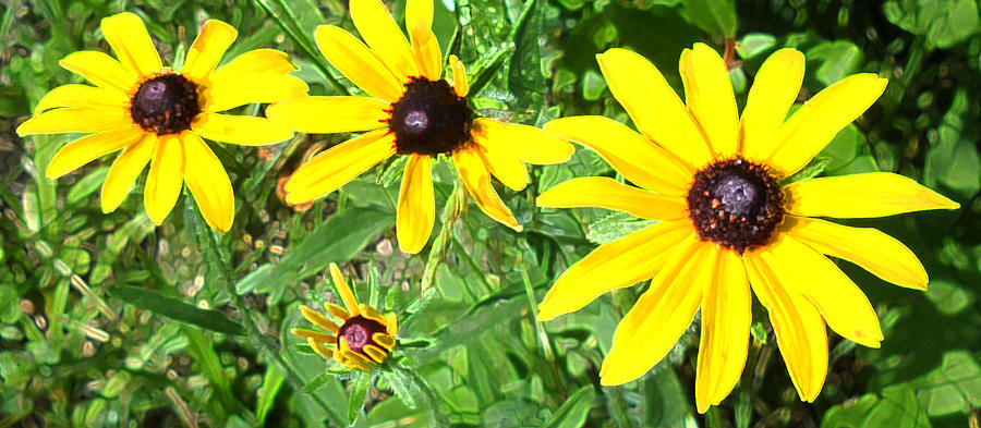 Brown Eyed Susan #1 Photograph by Lyle Crump