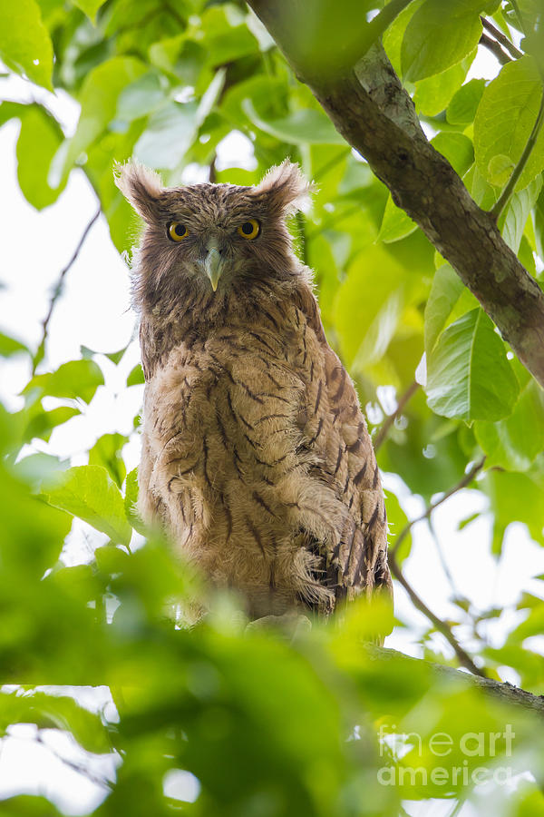 Brown Fish Owl, India #1 Photograph by B. G. Thomson