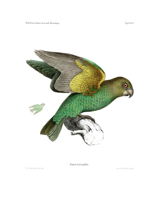 Brown-headed Parrot, Piocephalus cryptoxanthus #1 Drawing by J D L Franz Wagner