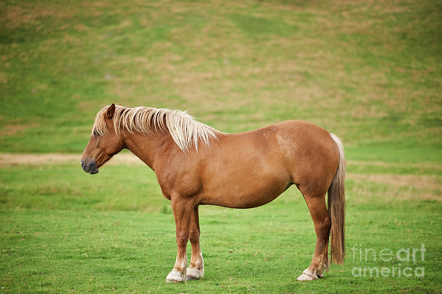 Brown horse #1 Photograph by Ragnar Lothbrok