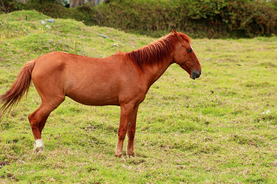 Brown Horse in a Grass Field Photograph by Robert Hamm - Fine Art America