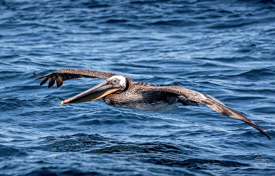 Brown Pelican 4 Photograph by Endre Balogh