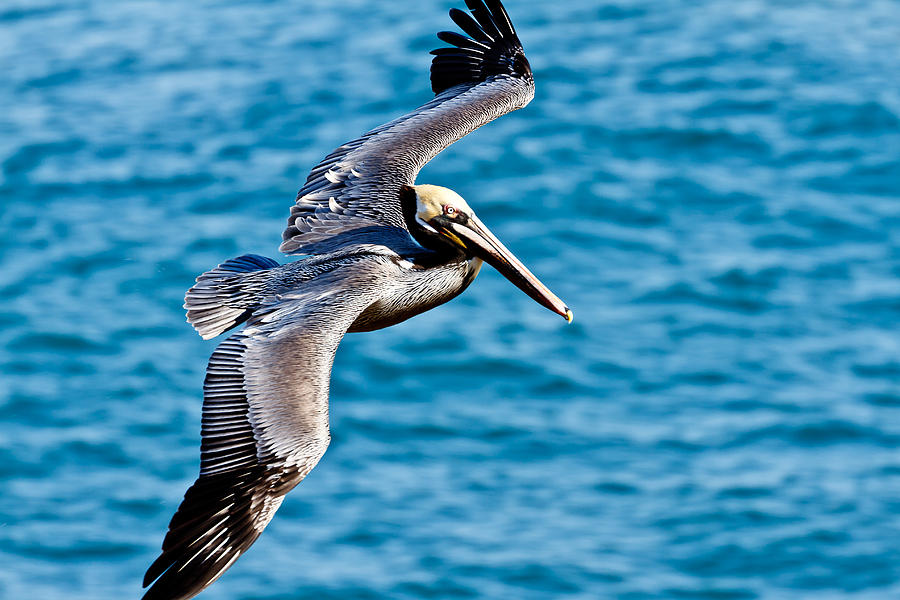 Brown Pelican in Flight #1 Photograph by Ben Graham