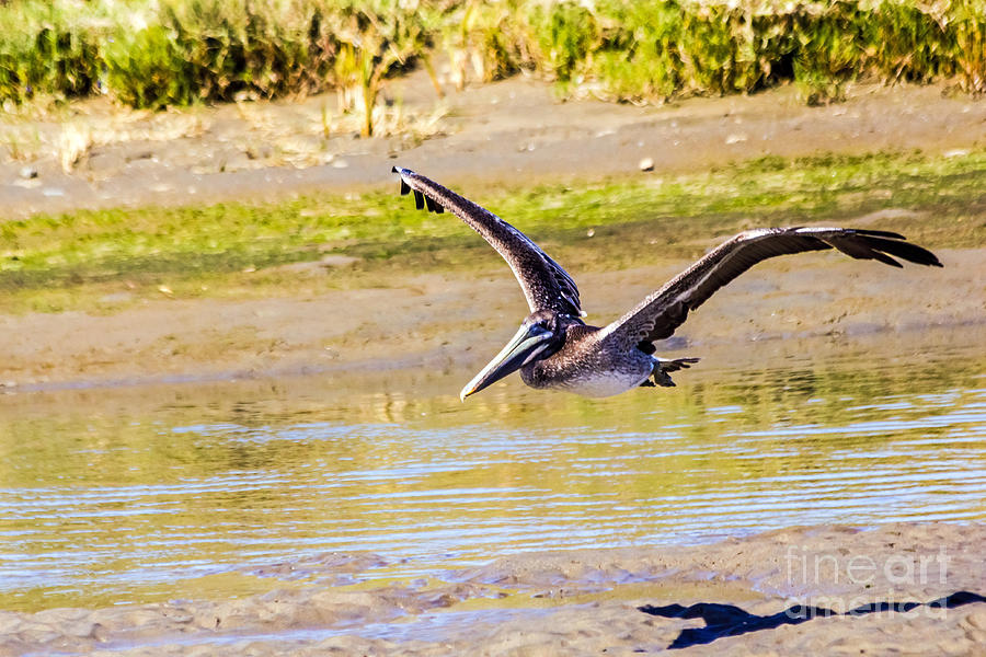 Brown Pelican II Photograph by Kate Brown
