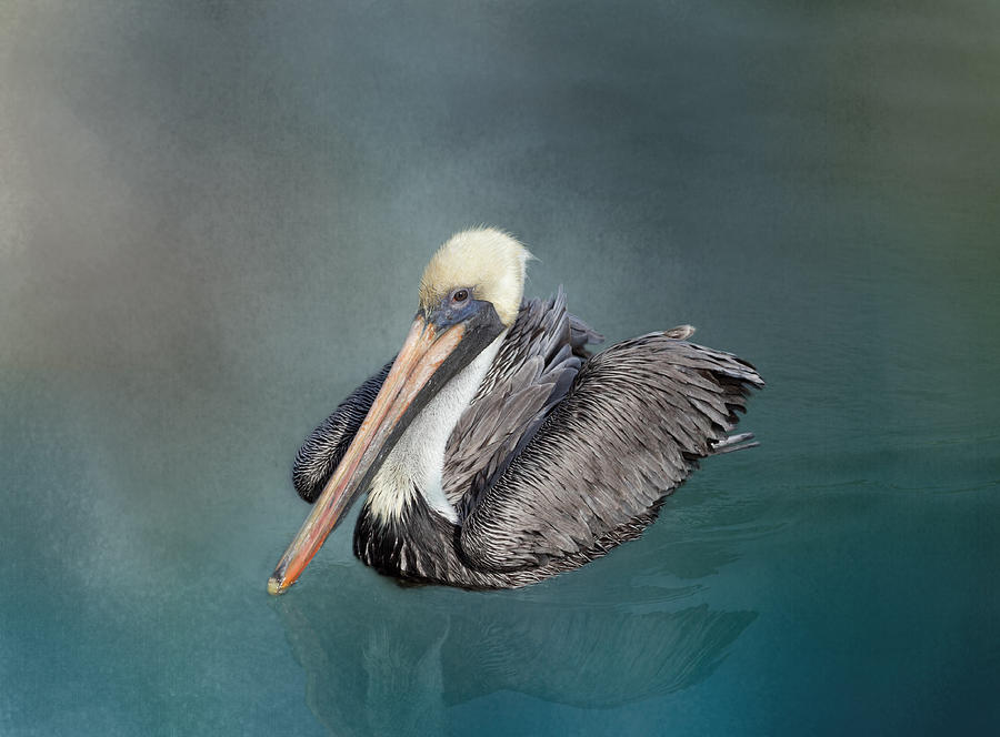 Brown Pelican1 Photograph by Kim Hojnacki