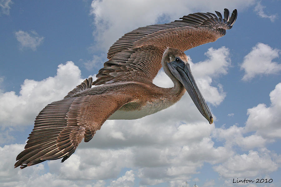 Brown Pelican #1 Photograph by Larry Linton