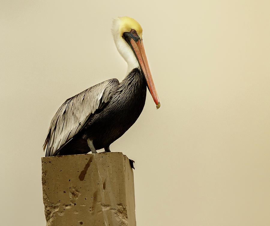 Brown Pelican #1 Photograph by Les Greenwood