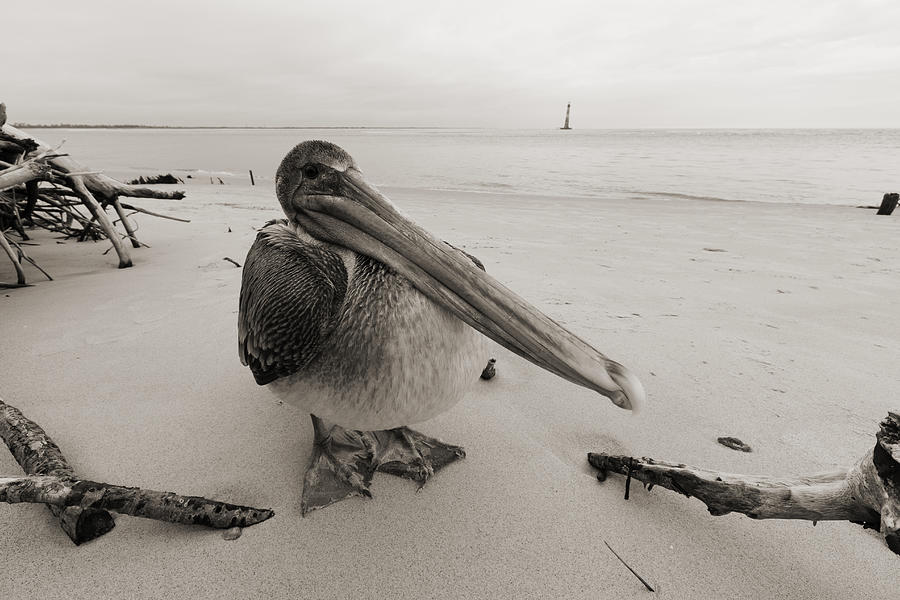 Pelican Photograph - Brown Pelican Morris Island Lighthouse Folly Beach SC #1 by Dustin K Ryan
