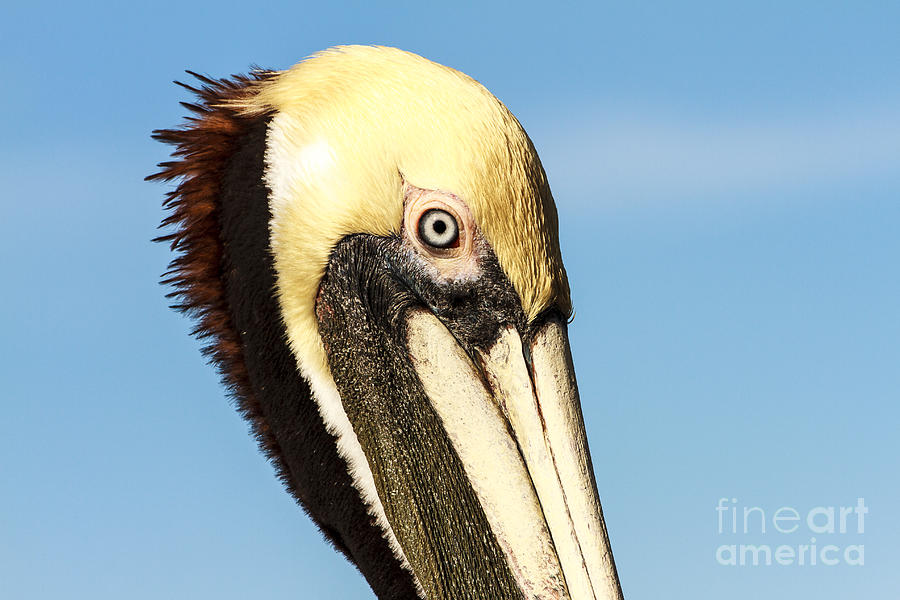 Brown Pelican Profile #1 Photograph by Ben Graham