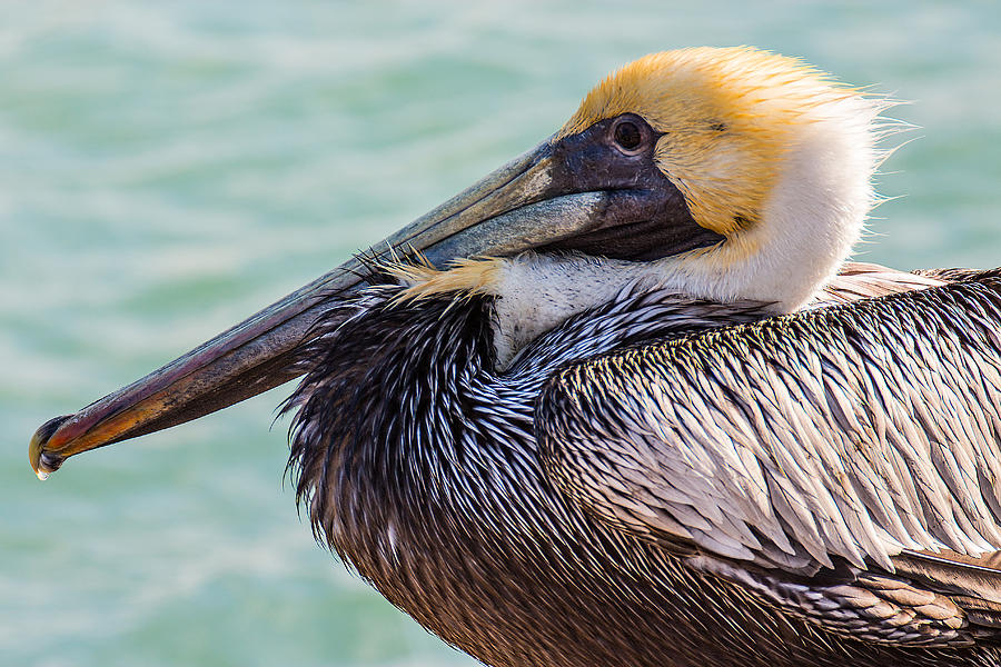 Brown Pelican #2 Photograph by Richard Goldman