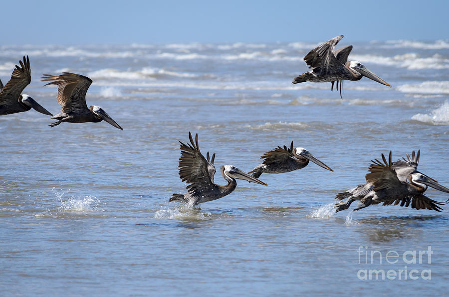 Brown Pelicans in Flight #1 Photograph by Debra Martz