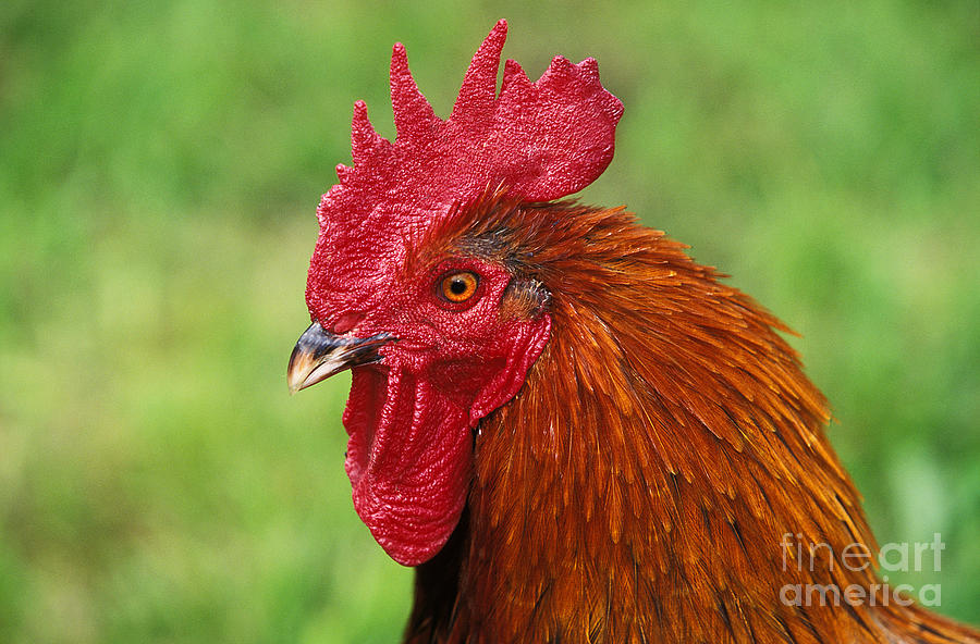 Brown Red Marans Rooster #1 Photograph by Gerard Lacz