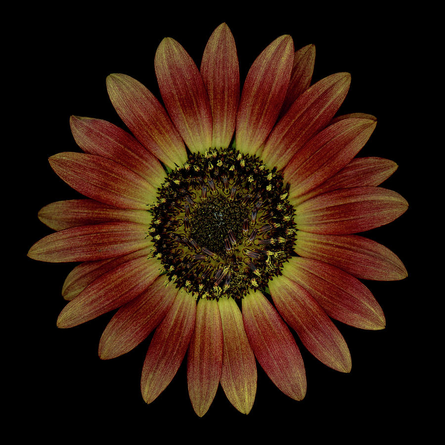 Black Photograph - Brown Sunflower by Oscar Gutierrez