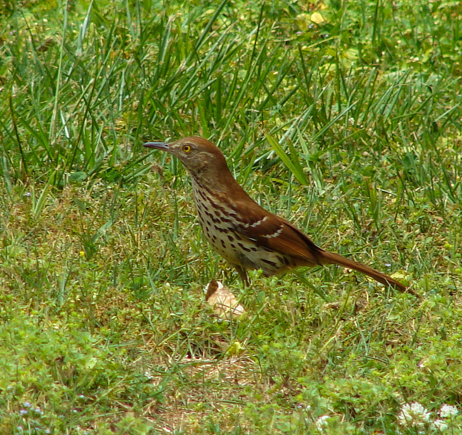 Brown Thrasher #1 Photograph by Carl Moore