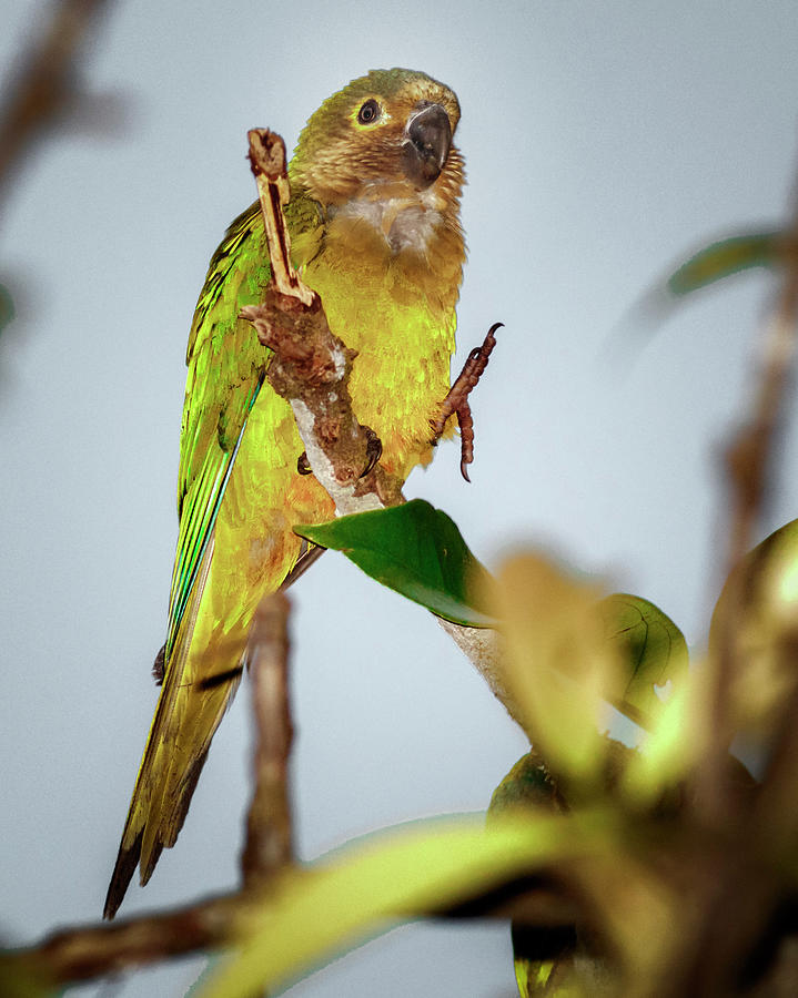 Brown Throated Parakeet La Macarena Colombia #1 Photograph by Adam Rainoff