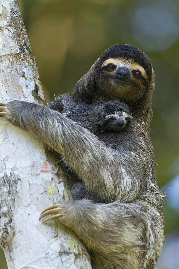 Mp Photograph - Brown-throated Three-toed Sloth by Suzi Eszterhas