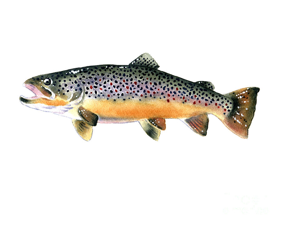 Trout Painting - Brown Trout #1 by David Rogers