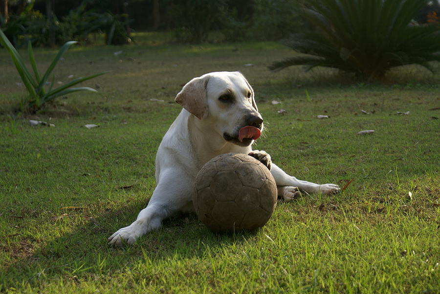 Bruno and the Ball #1 Photograph by Padamvir Singh