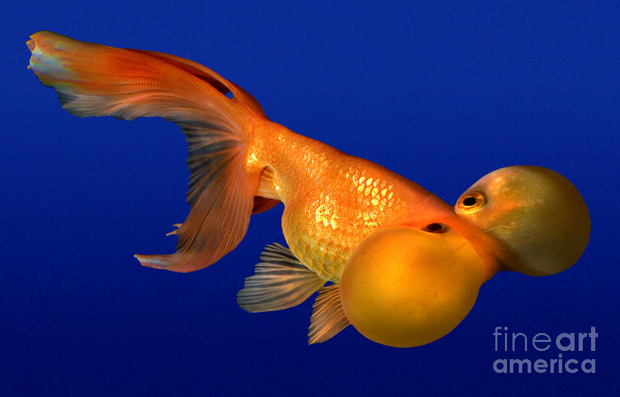 Bubble Eye Goldfish #1 Photograph by Wernher Krutein
