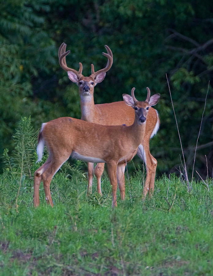 Buck Father and Son #1 Photograph by William Jobes
