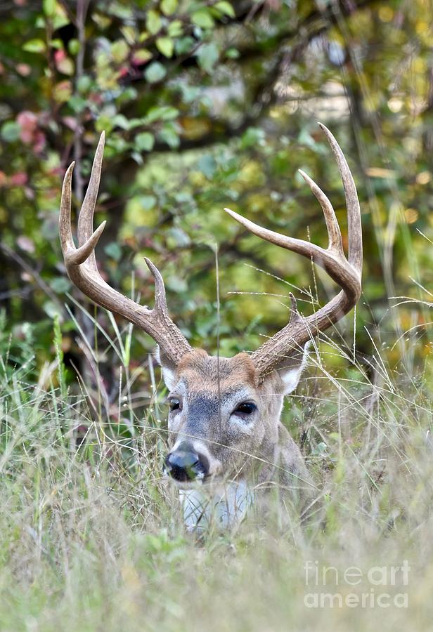 Buck fever Photograph by JL Images Fine Art America