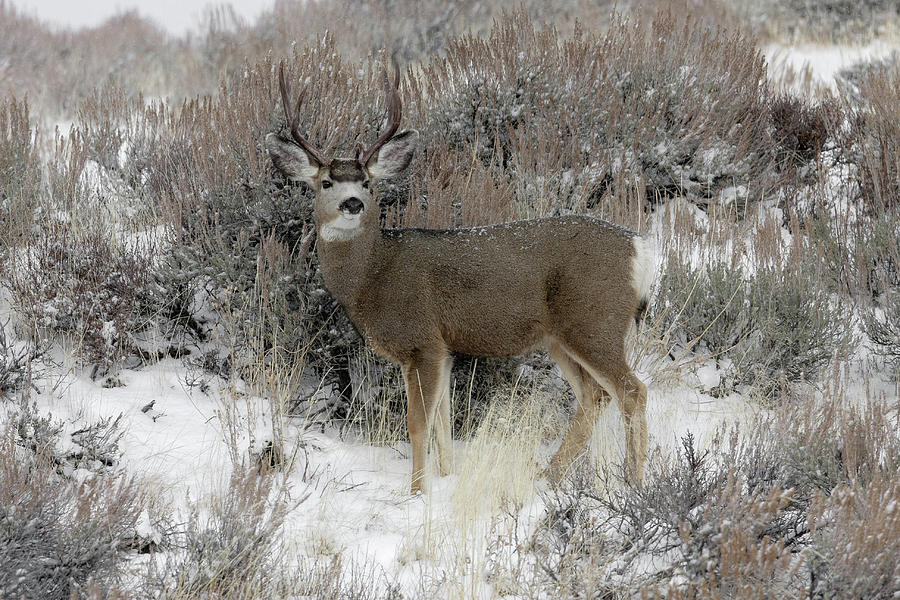 Buck #1 Photograph by Ronnie And Frances Howard