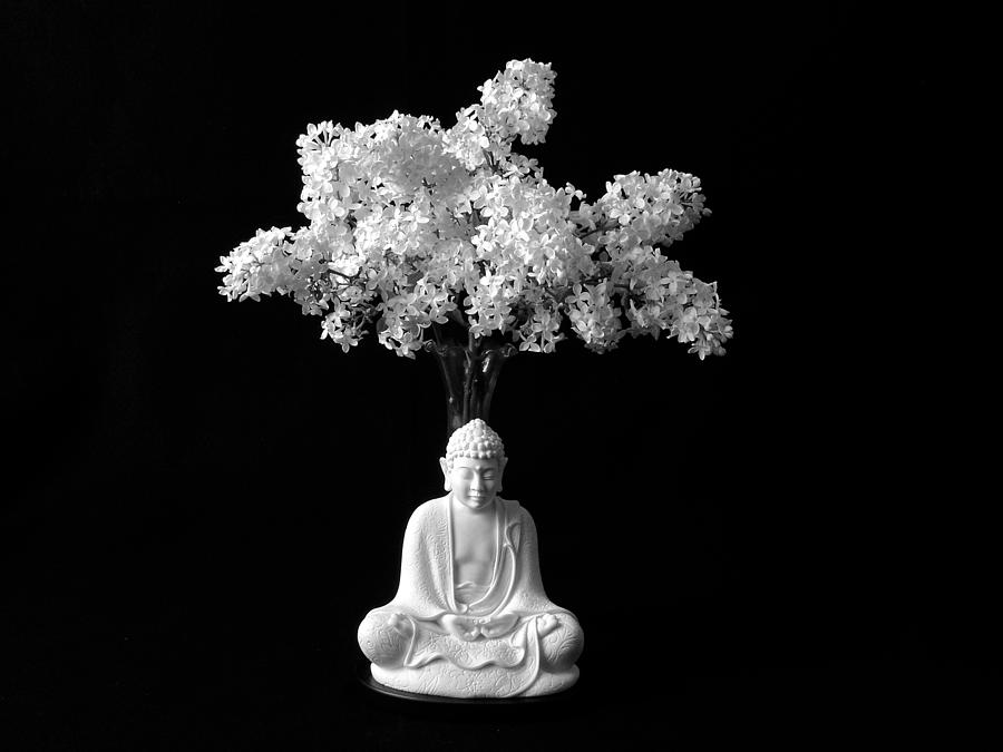 Buddha of the Lilacs #2 Photograph by Rein Nomm