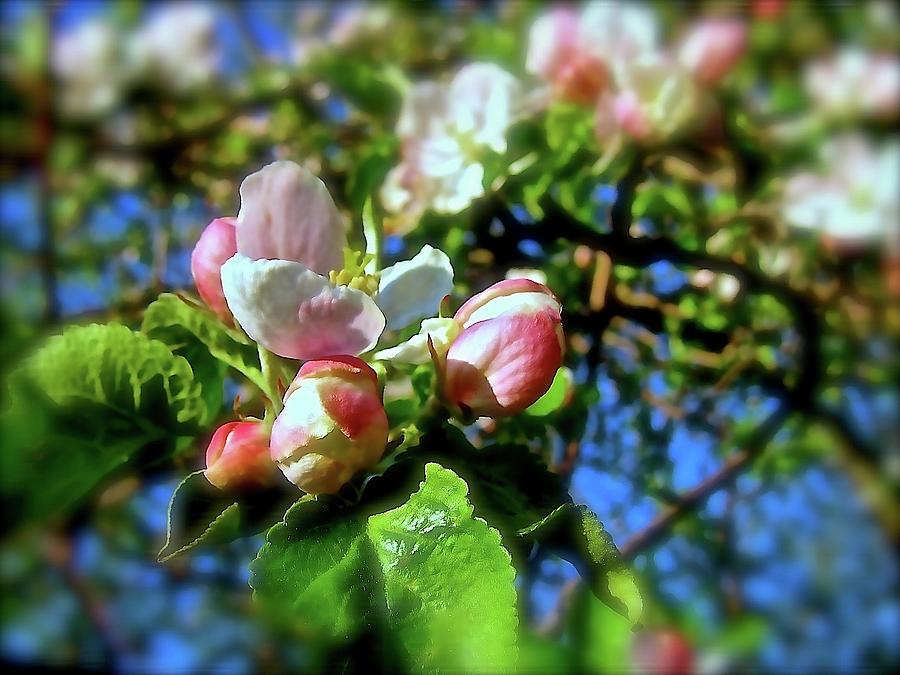 Flower Buds Photograph - Budding Beauties #2 by Elizabeth Tillar