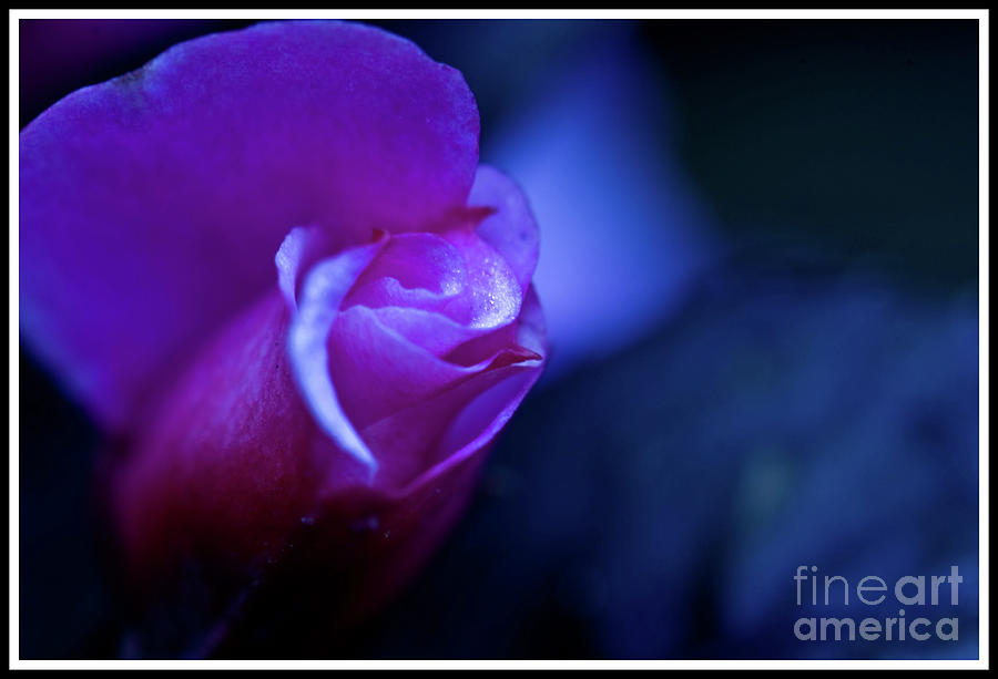 Budding Beauty Photograph By Christine Tolosa Fine Art America