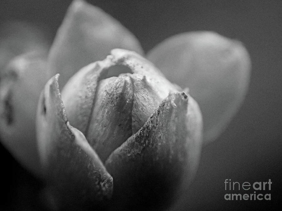 Budding Flower #1 Photograph by FineArtRoyal Joshua Mimbs