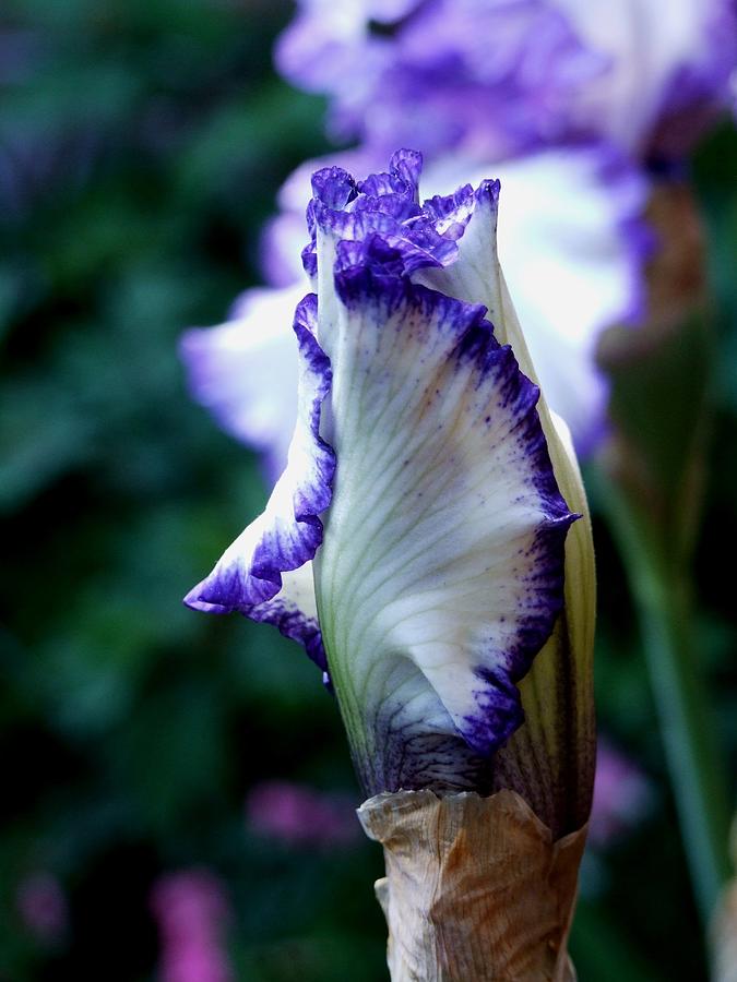 Budding Iris #1 Photograph by Michiale Schneider
