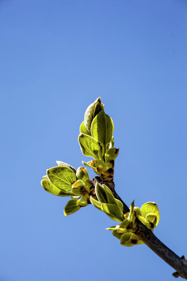 Budding Leaves #1 Photograph by Robert Ullmann