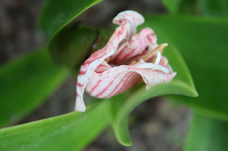 Lily Photograph - Budding Lily #1 by Maria Young