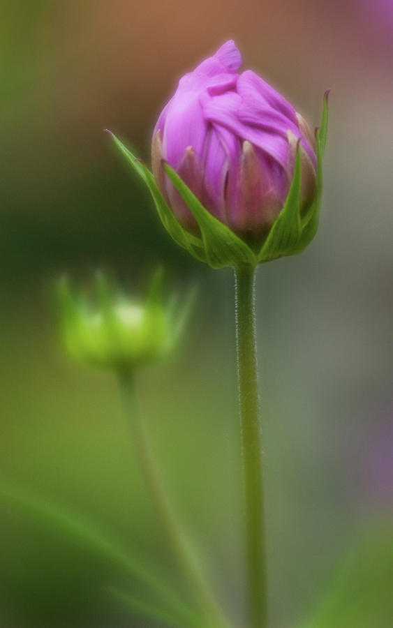 Flower Photograph - Buds #1 by Greg Nyquist