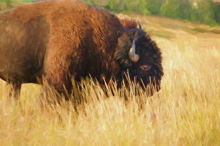 Buff Buffalo Montana Painted #1 Photograph by Rich Franco