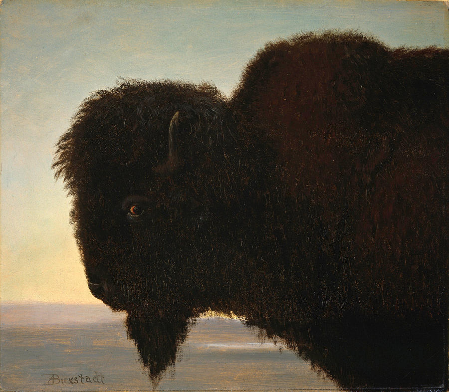 Buffalo Head #1 Painting by Albert Bierstadt