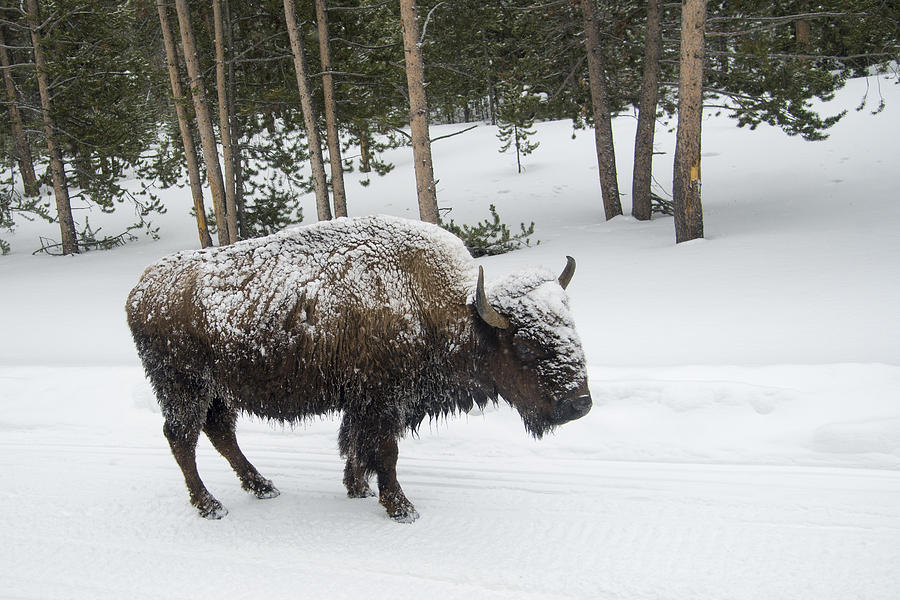 Buffalo in Snow #1 Photograph by Bill Cubitt