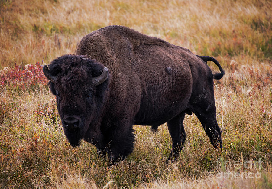 Buffalo #2 Photograph by Juli Scalzi
