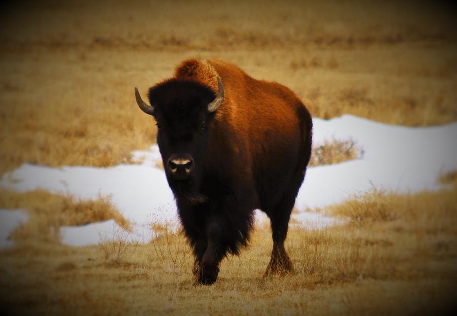 Buffalo #1 Photograph by Ronald Lee