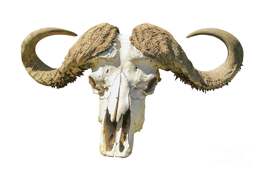 Buffalo Skull #1 Photograph by Benny Marty