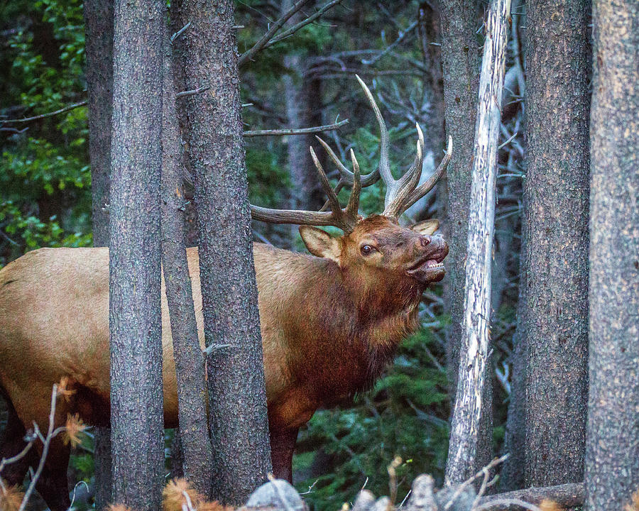 Bugling Bull Elk #1 Photograph by Ronald Lutz