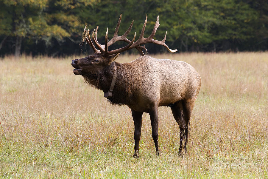 Bugling Elk Photograph by Jill Lang - Pixels