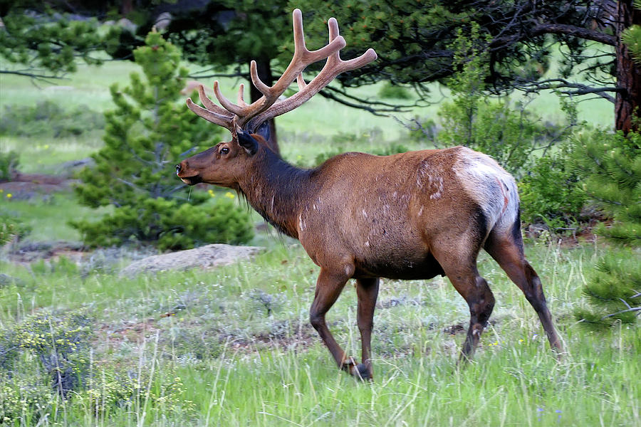 Bull Elk #2 Photograph by Alan Hutchins