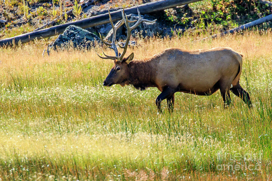 Bull Elk #1 Photograph by Ben Graham
