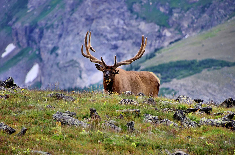 Bull Elk #1 Photograph by Bill Hosford